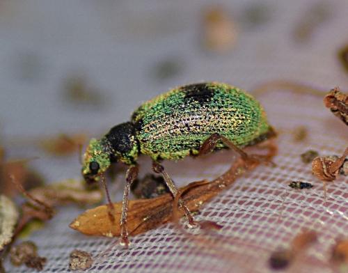 Réf. 209 626 : Polydrusus pterygomalis